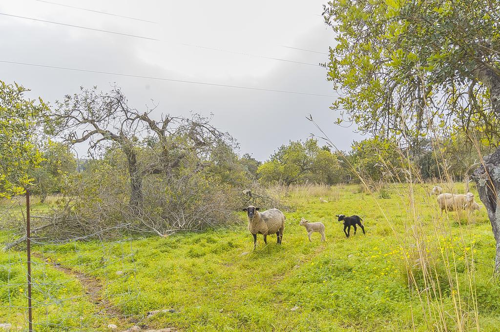 Finca Puig Santa Magdalena Bagian luar foto